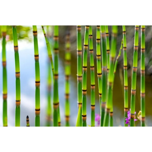 Horsetail Plant Cuttings to Grow - Equisetum - Great Aquatic Feature, Koi Pond Aquascape - Looks Like Mini Bamboo (5 Cuttings)