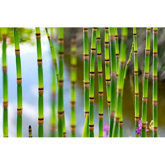 Horsetail Plant Cuttings to Grow - Equisetum - Great Aquatic Feature, Koi Pond Aquascape - Looks Like Mini Bamboo (50 cuttings)