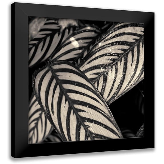 Horsfall, Gary 12x12 Black Modern Framed Museum Art Print Titled - Varigated Leaves No. 2