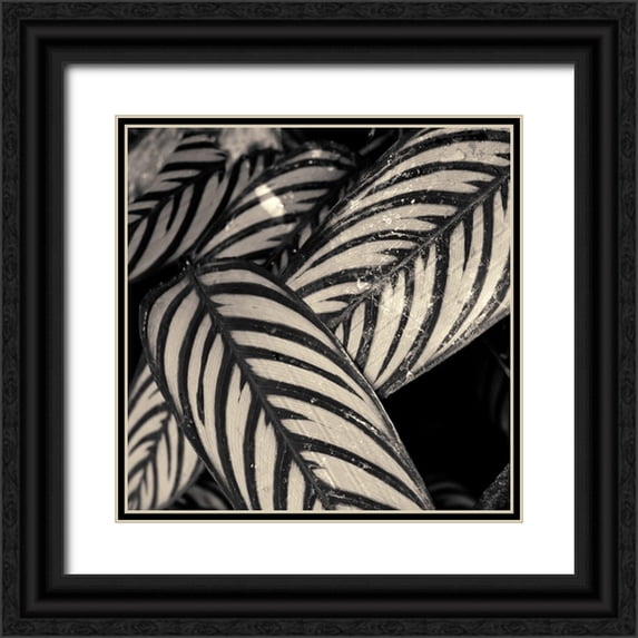 Horsfall, Gary 26x26 Black Ornate Wood Framed with Double Matting Museum Art Print Titled - Varigated Leaves No. 2