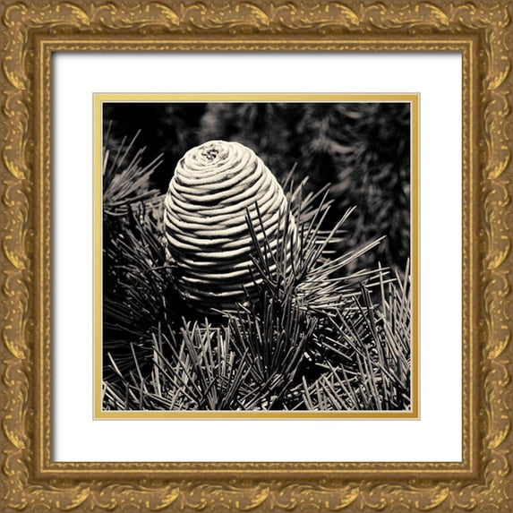 Horsfall, Gary 26x26 Gold Ornate Wood Framed with Double Matting Museum Art Print Titled - Spruce Cone