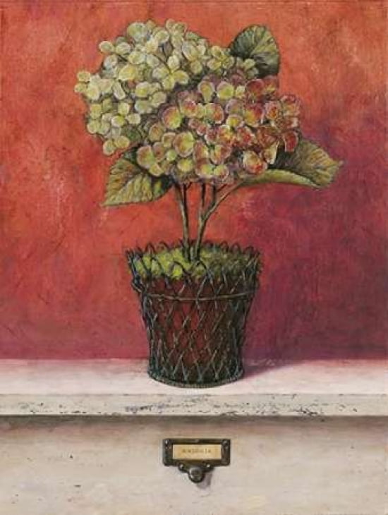 Hortensia Study Canvas Art - Arnie Fisk (22 x 28)