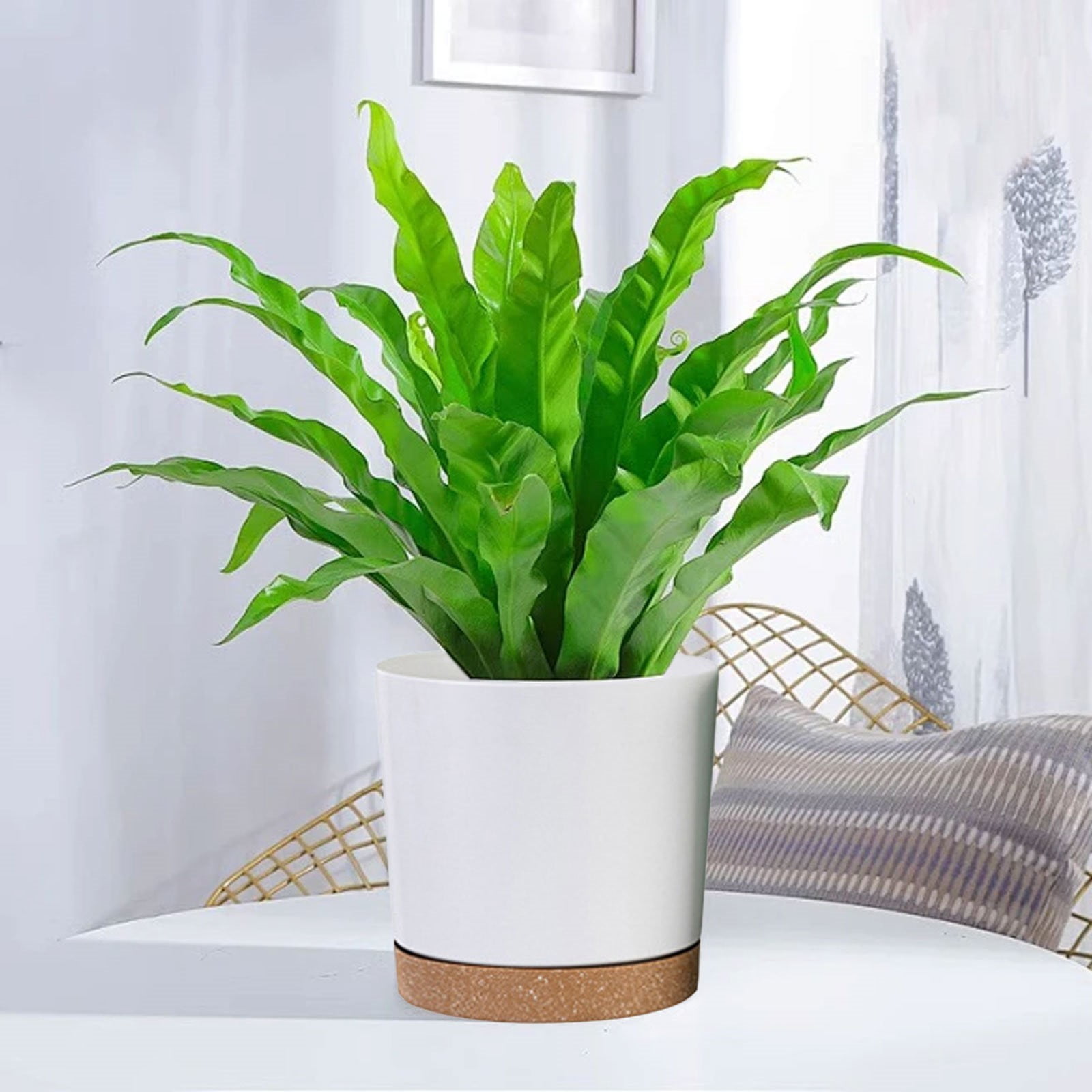 Horticultural Water Basin Mbxmh Clearance, 8In Flower Pot Anthony Pure ...