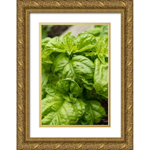 Horton, Janet 11x14 Gold Ornate Wood Framed with Double Matting Museum Art Print Titled - Bellevue-Washington State-USA Mammoth Sweet Basil plant