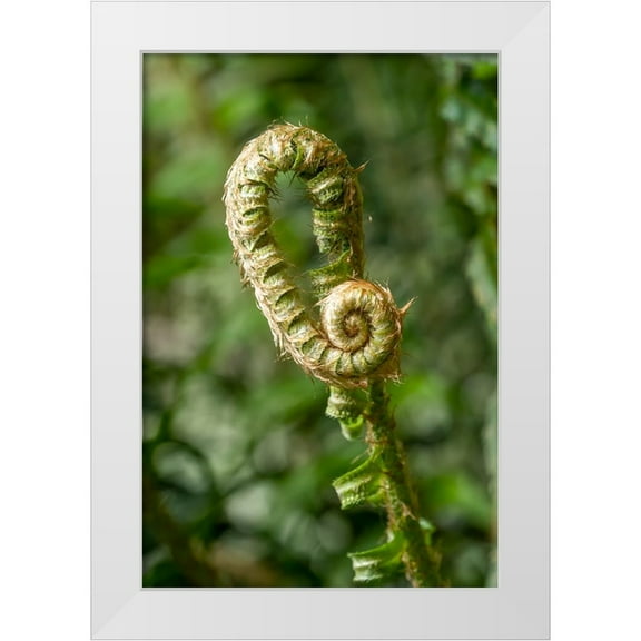 Horton, Janet 11x14 White Modern Wood Framed Museum Art Print Titled - Issaquah-Washington State-USA Western Swordfern fiddleheads Fronds