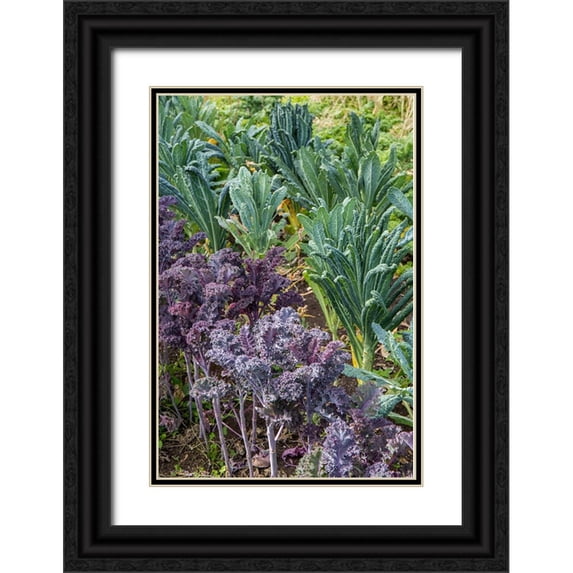 Horton, Janet 13x18 Black Ornate Wood Framed with Double Matting Museum Art Print Titled - Maple Valley-Washington State-USA Redbor and Dinosaur kale growing in a garden