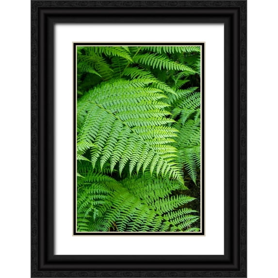 Horton, Janet 13x18 Black Ornate Wood Framed with Double Matting Museum Art Print Titled - Issaquah-Washington State-USA Lady Fern frond
