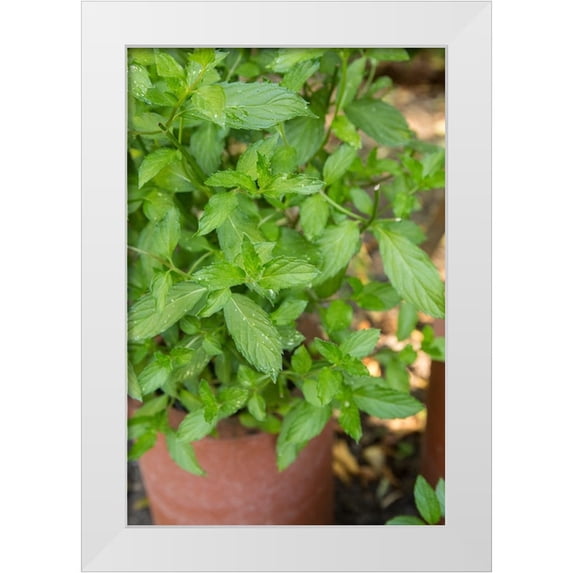 Horton, Janet 13x18 White Modern Wood Framed Museum Art Print Titled - Bellevue-Washington State-USA Spearmint growing in a clay pot