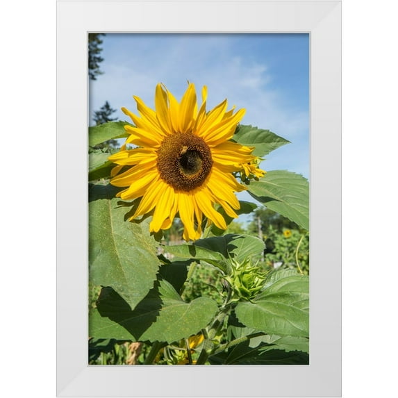 Horton, Janet 13x18 White Modern Wood Framed Museum Art Print Titled - Issaquah-Washington State-USA Honeybee pollinating a sunflower on a sunny day