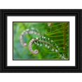 thumbnail image 1 of Horton, Janet 14x11 Black Ornate Wood Framed with Double Matting Museum Art Print Titled - Issaquah-Washington State-USA Lady fern plant in early spring, 1 of 4