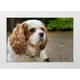 thumbnail image 1 of Horton, Janet 14x11 White Modern Wood Framed Museum Art Print Titled - Cavalier King Charles Spaniel-on her driveway in Autumn-PR, 1 of 4