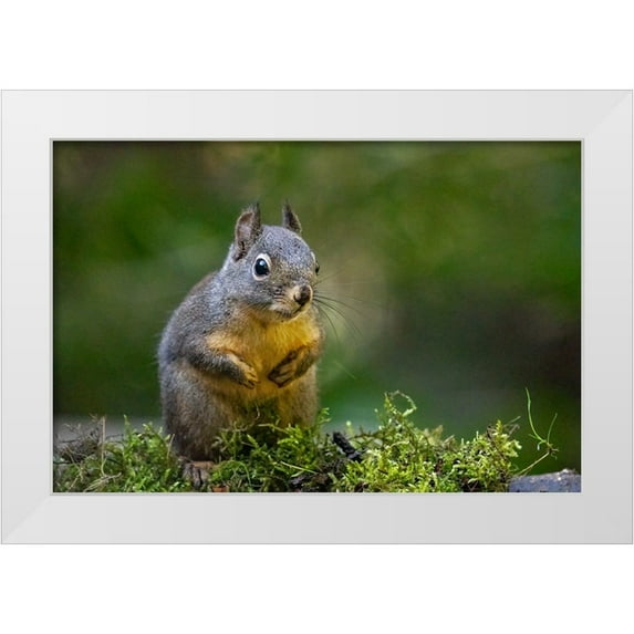 Horton, Janet 14x11 White Modern Wood Framed Museum Art Print Titled - Douglas Squirrel standing on back paws on a moss-covered log