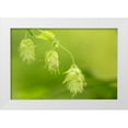 thumbnail image 1 of Horton, Janet 14x11 White Modern Wood Framed Museum Art Print Titled - Issaquah-Washington State-USA Close-up of hops cones, 1 of 4