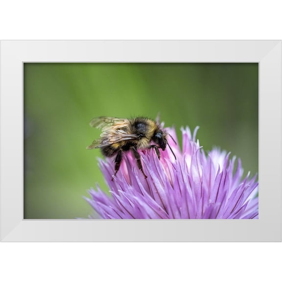 Horton, Janet 14x11 White Modern Wood Framed Museum Art Print Titled - Issaquah-Washington State-USA Yellow Head Bumblebee (Bombus flavifrons) pollinating a chive blossom
