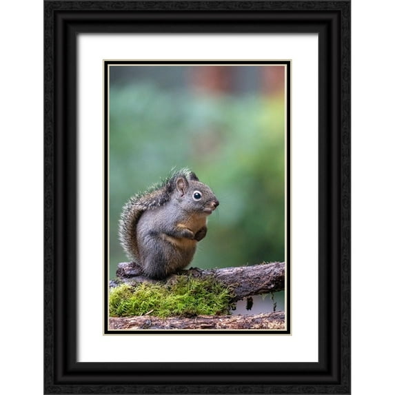 Horton, Janet 17x24 Black Ornate Wood Framed with Double Matting Museum Art Print Titled - Douglas Squirrel standing on a log