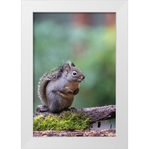 Horton, Janet 17x24 White Modern Wood Framed Museum Art Print Titled - Douglas Squirrel standing on a log