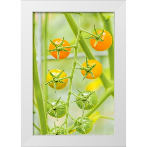 Horton, Janet 17x24 White Modern Wood Framed Museum Art Print Titled - Issaquah-Washington State-USA Cluster of Sun Gold cherry tomatoes