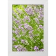 thumbnail image 1 of Horton, Janet 17x24 White Modern Wood Framed Museum Art Print Titled - Issaquah-Washington State-USA Lavender plants in bloom, 1 of 4