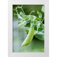 thumbnail image 1 of Horton, Janet 17x24 White Modern Wood Framed Museum Art Print Titled - Issaquah-Washington State-USA Snow Pea plant growing in a garden, 1 of 4