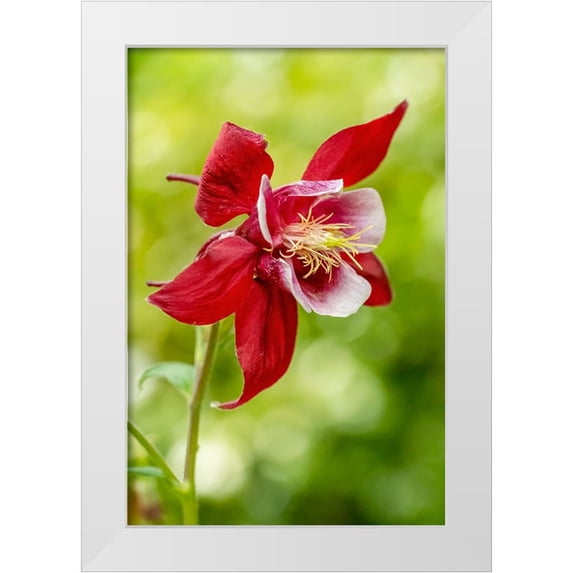 Horton, Janet 17x24 White Modern Wood Framed Museum Art Print Titled - Rocky Mountain Columbine in bloom