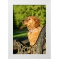 thumbnail image 1 of Horton, Janet 17x24 White Modern Wood Framed Museum Art Print Titled - Ten week old Red Golden Retriever puppy-PR, 1 of 4