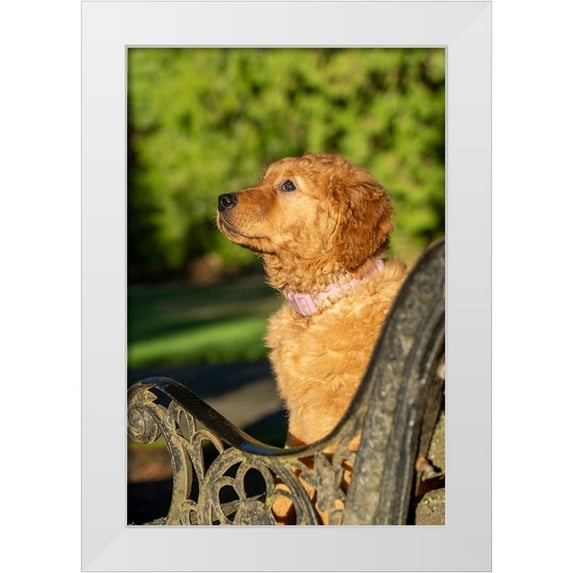 Horton, Janet 17x24 White Modern Wood Framed Museum Art Print Titled - Ten week old Red Golden Retriever puppy-PR