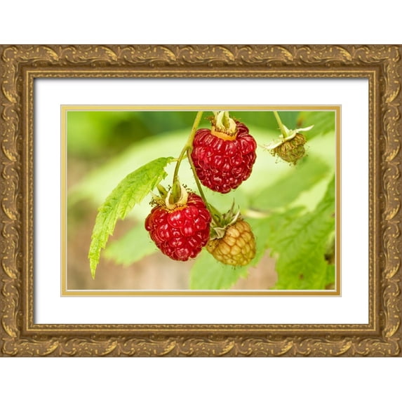 Horton, Janet 18x13 Gold Ornate Wood Framed with Double Matting Museum Art Print Titled - Issaquah-Washington State-USA Cluster of raspberries in various stages of ripeness