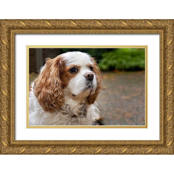 Horton, Janet 18x13 Gold Ornate Wood Framed with Double Matting Museum Art Print Titled - Cavalier King Charles Spaniel-on her driveway in Autumn-PR
