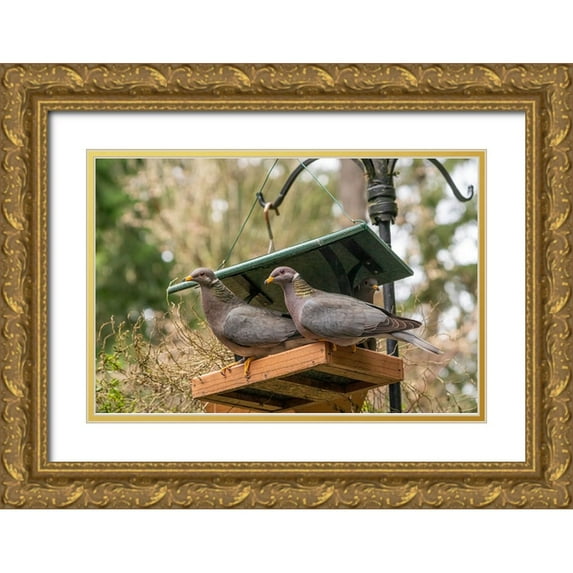 Horton, Janet 18x13 Gold Ornate Wood Framed with Double Matting Museum Art Print Titled - Two Band-tailed Pigeons in a birdfeeder