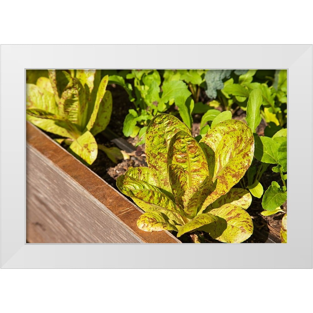 Horton, Janet 18x13 White Modern Wood Framed Museum Art Print Titled ...