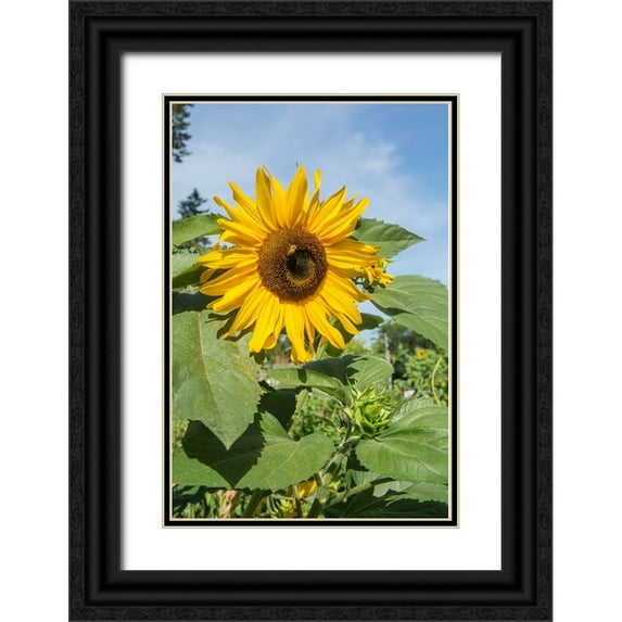 Horton, Janet 23x32 Black Ornate Wood Framed with Double Matting Museum Art Print Titled - Issaquah-Washington State-USA Honeybee pollinating a sunflower on a sunny day