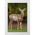 thumbnail image 1 of Horton, Janet 23x32 White Modern Wood Framed Museum Art Print Titled - Black-tailed doe with mange, 1 of 4