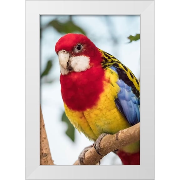 Horton, Janet 23x32 White Modern Wood Framed Museum Art Print Titled - Seattle-Washington State-USA Eastern Rosella