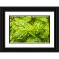 thumbnail image 1 of Horton, Janet 32x23 Black Ornate Wood Framed with Double Matting Museum Art Print Titled - Issaquah-Washington State-USA Genovese basil plants, 1 of 4