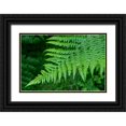 thumbnail image 1 of Horton, Janet 32x23 Black Ornate Wood Framed with Double Matting Museum Art Print Titled - Issaquah-Washington State-USA Lady fern plant, 1 of 4
