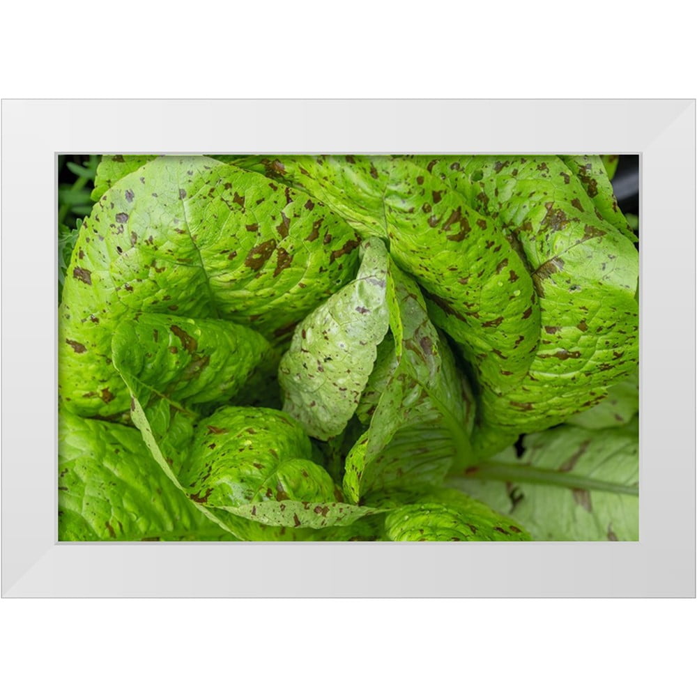 Horton, Janet 32x23 White Modern Wood Framed Museum Art Print Titled ...