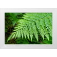 thumbnail image 1 of Horton, Janet 32x23 White Modern Wood Framed Museum Art Print Titled - Issaquah-Washington State-USA Lady Fern frond, 1 of 4