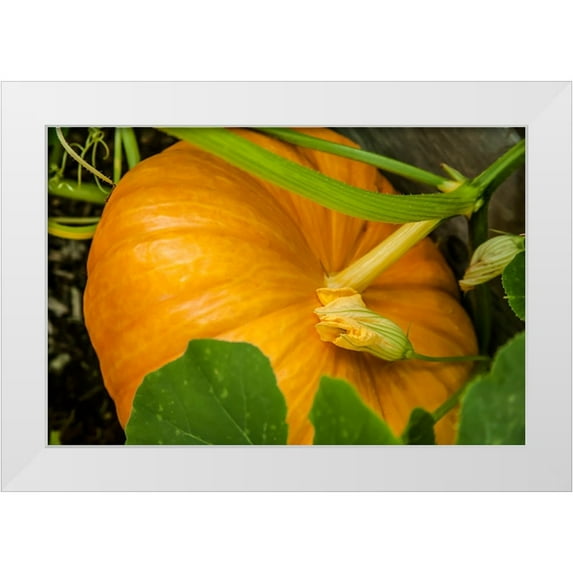Horton, Janet 32x23 White Modern Wood Framed Museum Art Print Titled - Issaquah-Washington State-USA Pumpkin ready to harvest
