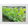 thumbnail image 1 of Horton, Janet 32x23 White Modern Wood Framed Museum Art Print Titled - Issaquah-Washington State-USA Snap peas growing up a chicken wire trellis, 1 of 4