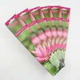 thumbnail image 1 of Hosley 120 Pack Incense Sticks + Bonus 120 Pack (Total 240) – Lotus – Perfect for Home, Meditation & Aromatherapy, 1 of 9