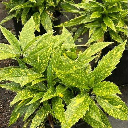 Hosoba Hoshifu Aucuba - Aucuba japonica 'Hosoba Hoshifu'