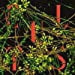 Host (Evergreen Vinyl) (I)