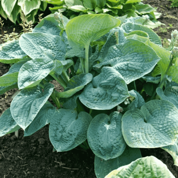 Hosta Big Daddy - Large Blue Shade Perennial, Slug Resistant, Bareroot