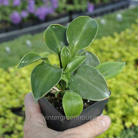 Hosta, Blue Mouse Ears, Plantain Lily - Pot Size: 3in (2.6x3.5in) - Shade Plants