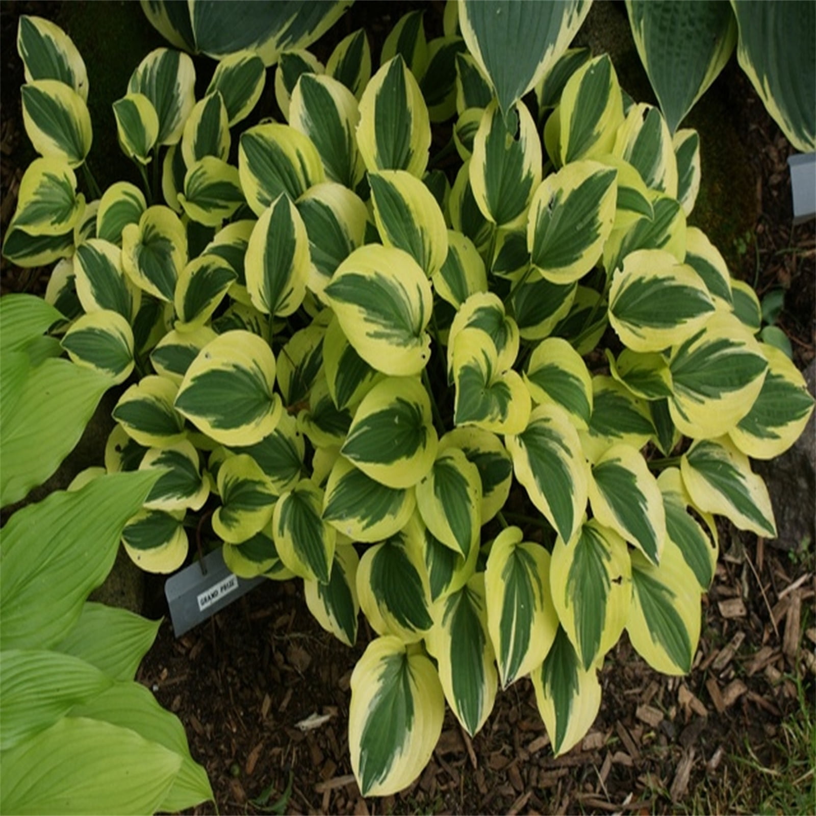 Hosta Bulbs, As Indoor Potted Plants. Grow Easily,The Flowers Are