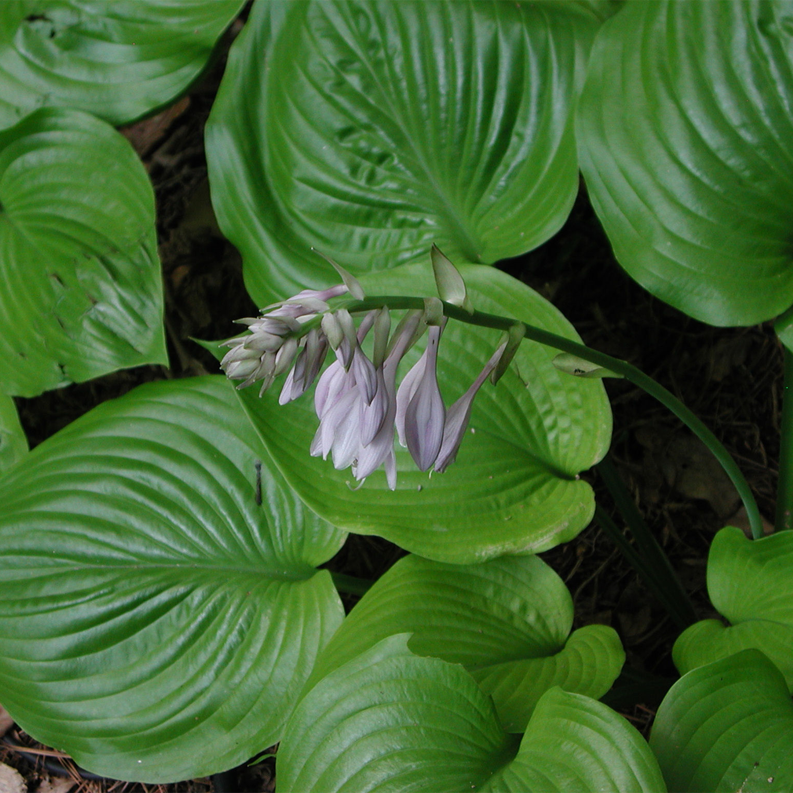 Hosta Bulbs, Cold And Drought Tolerant, As Indoor Potted Plants.The
