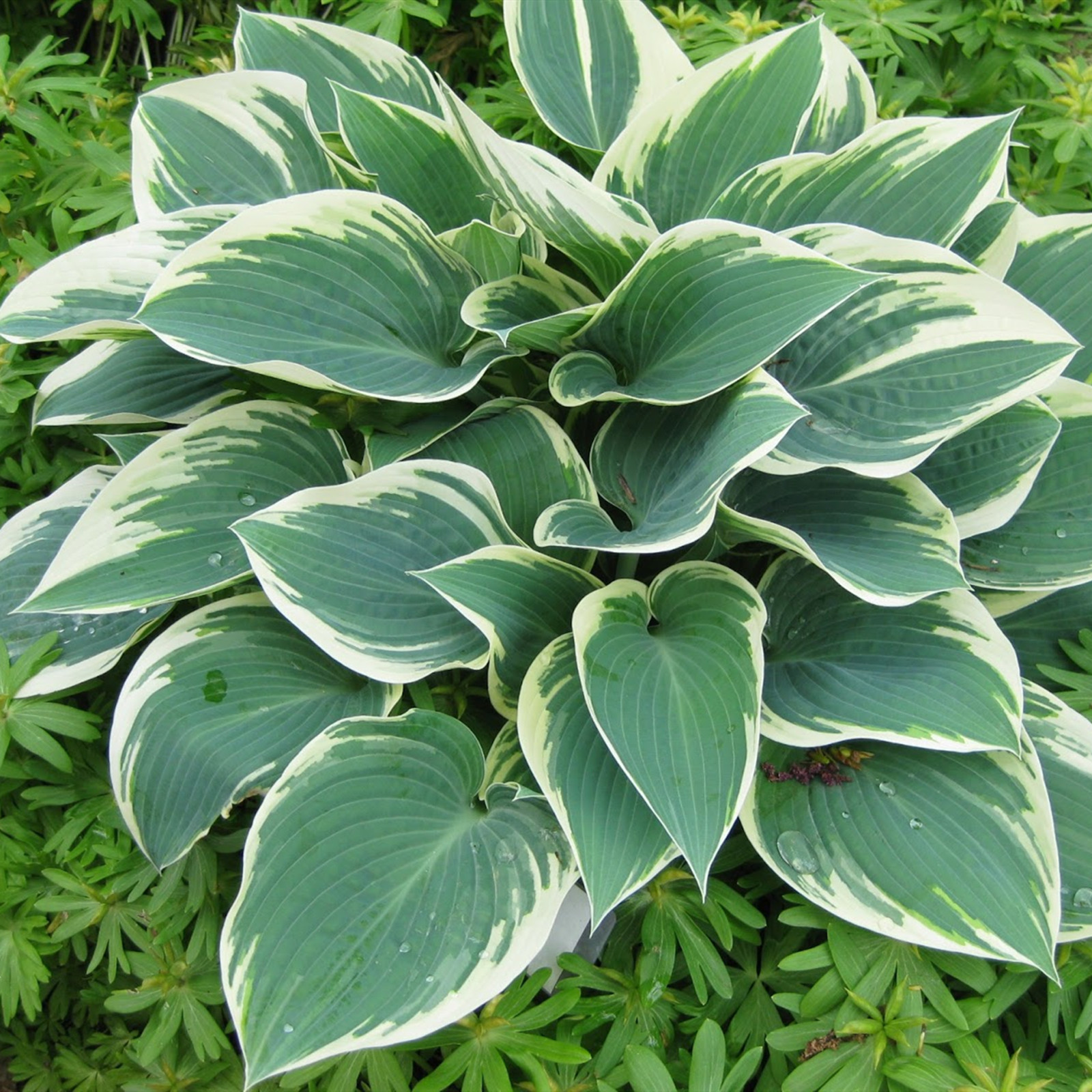 Hosta Bulbs, Cold And Drought Tolerant, Garden Courtyard Decoration, As