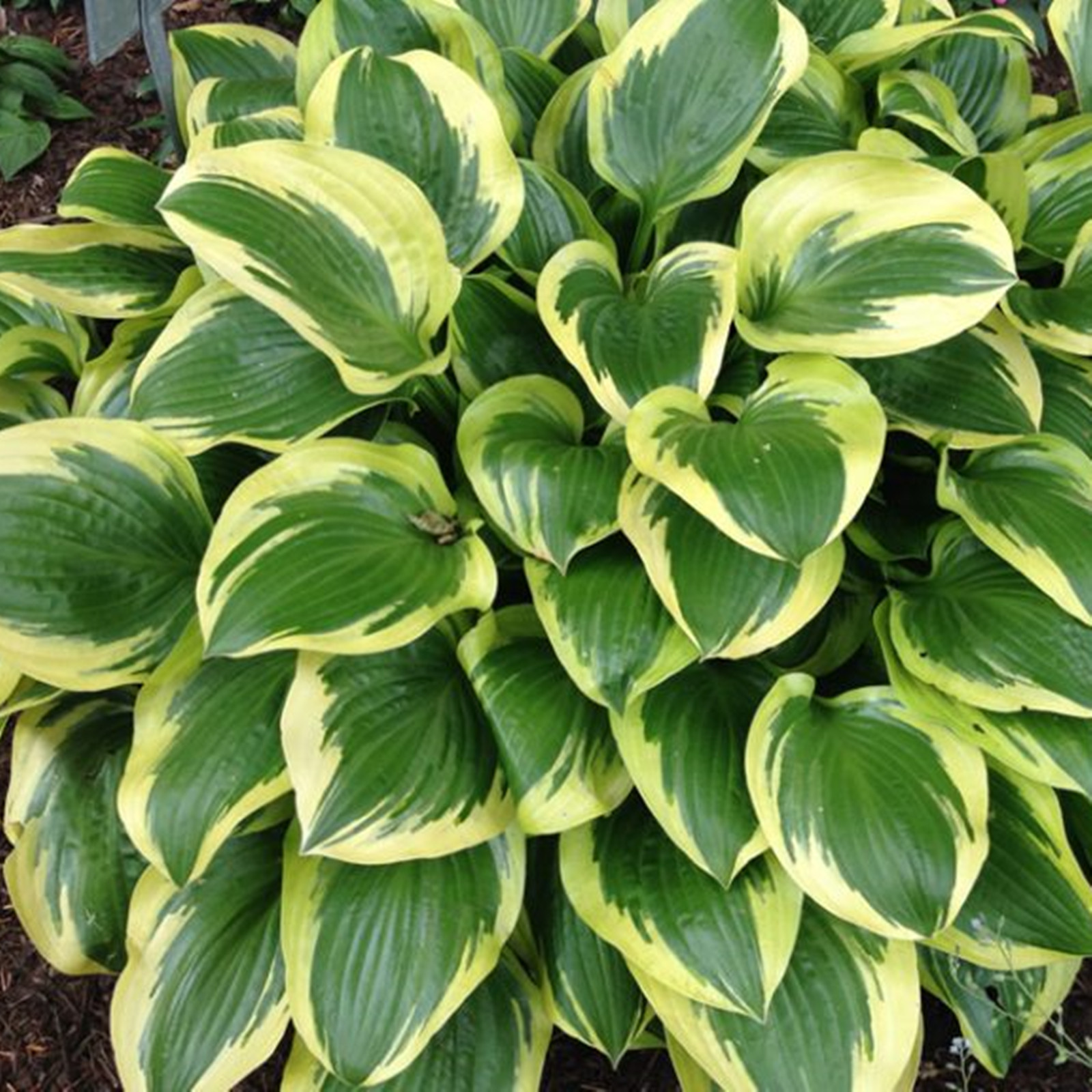 Hosta Bulbs, Cold And Drought Tolerant,Garden Courtyard Decoration, As