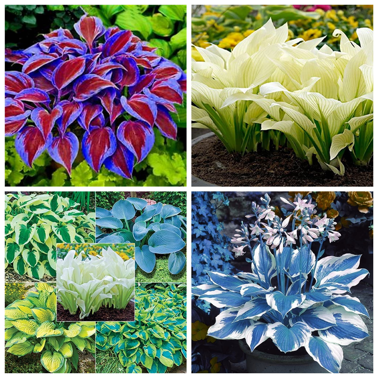 Hosta Bulbs, Cold And Drought Tolerant,Garden Courtyard Decoration, As