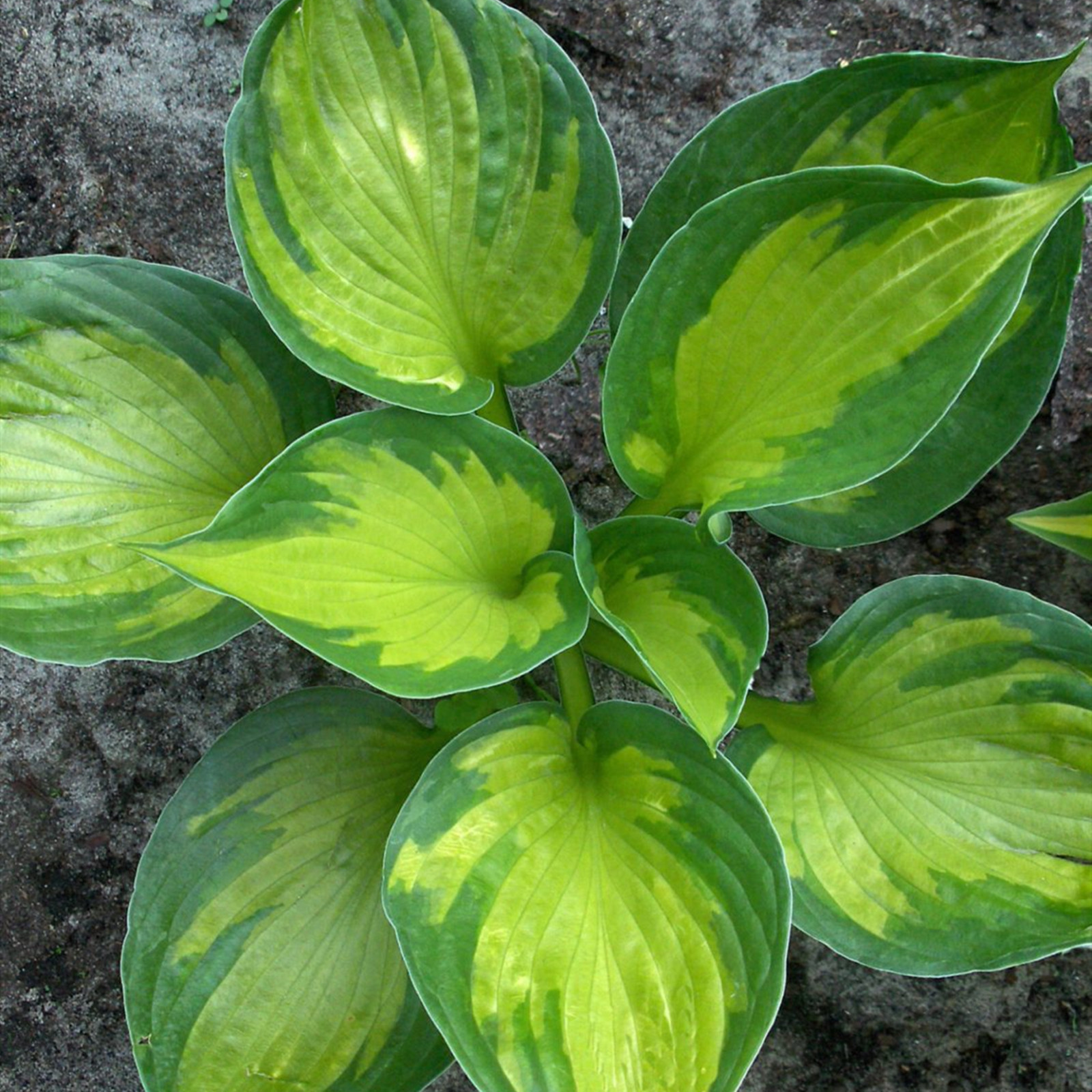 Hosta Bulbs, Cold And Drought Tolerant,Garden Courtyard Decoration, As